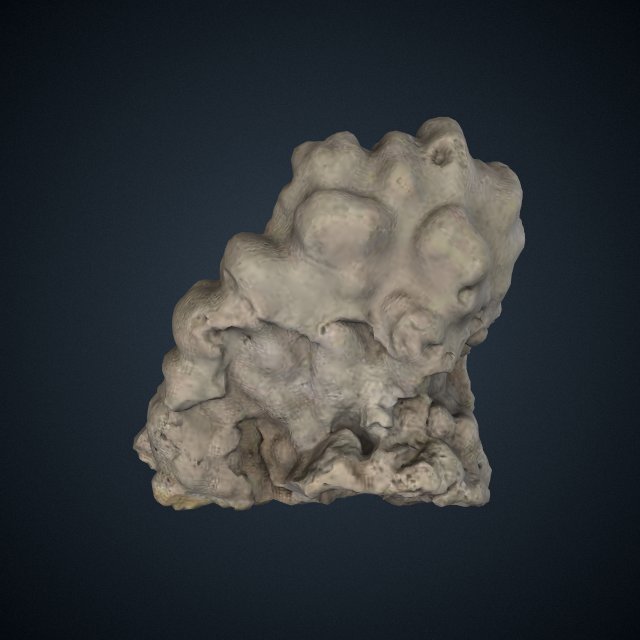 Porites lobata