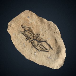 3d model of Fossil whale excavation site MPC 685
