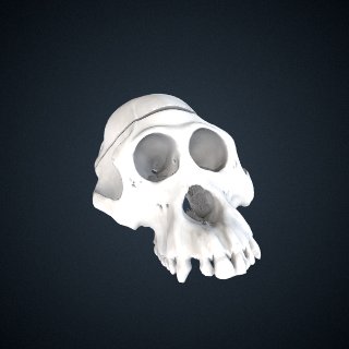 3d model of Pongo abelii: cranium