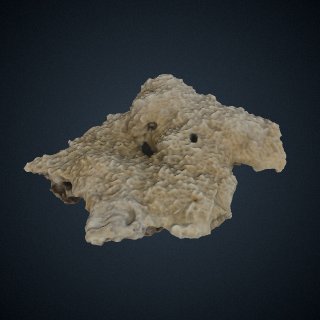 3d model of Pavona chiriquiensis