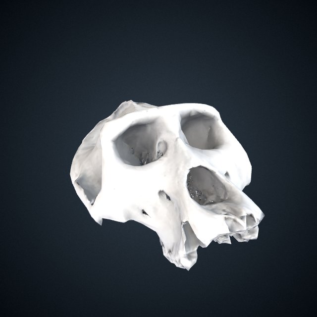 Gorilla gorilla diehli