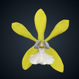 3d model of Encyclia tampensis var. alba: Bloom
