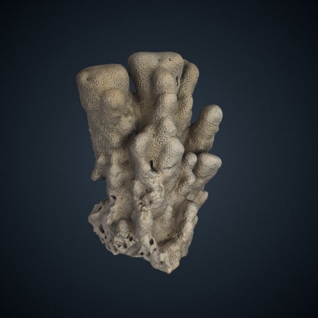 Psammocora columna