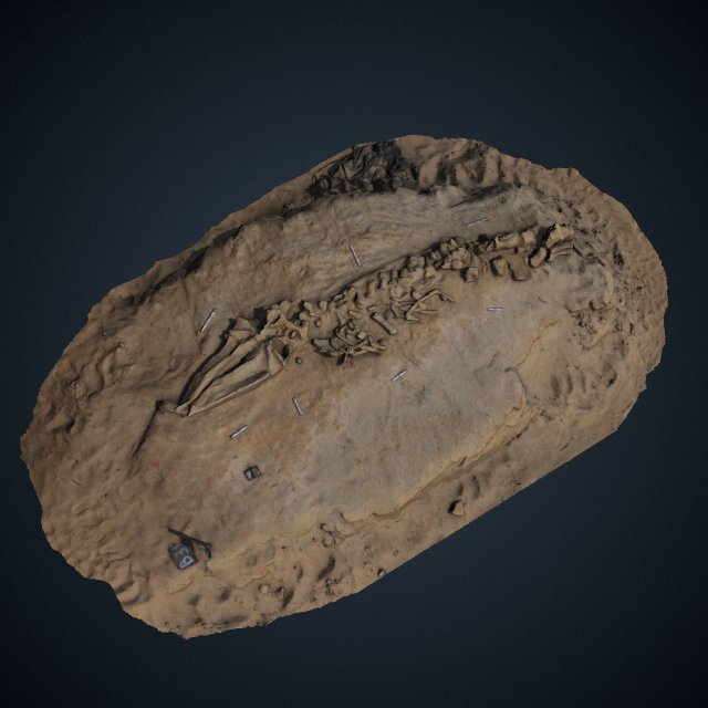 Fossil whale excavation site MPC 675