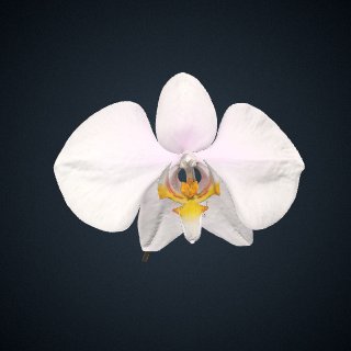 3d model of Phalaenopsis amabilis: Bloom
