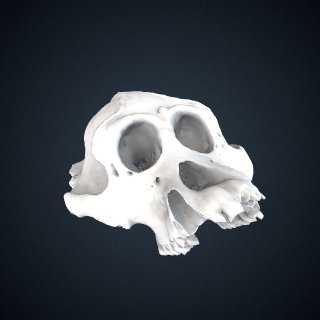 3d model of Pongo pygmaeus: cranium