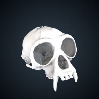 3d model of Hylobates lar carpenteri: Cranium