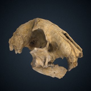 3d model of Hoplophoneus primaevus Leidy & Owen, 1851: Skull