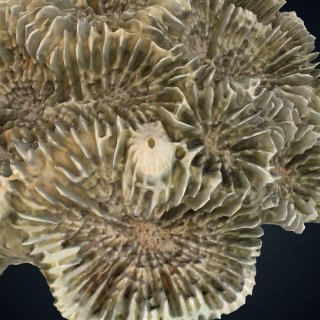 3d model of Pyrgoma floridana