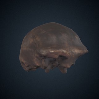 3d model of Homo erectus: cranium
