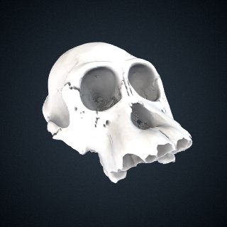 3d model of Pongo pygmaeus: cranium