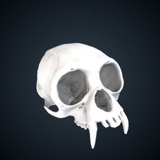 3d model of Hylobates klossii: Cranium