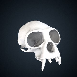 3d model of Hylobates lar: Cranium