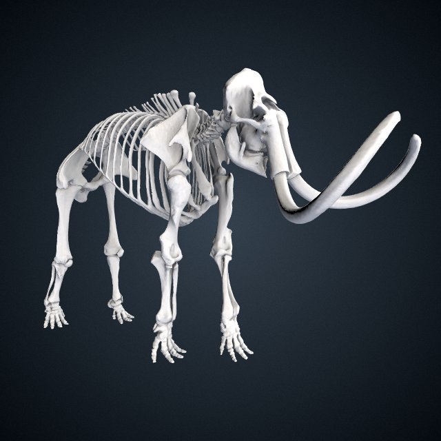 Mammuthus primigenius (Blumbach)