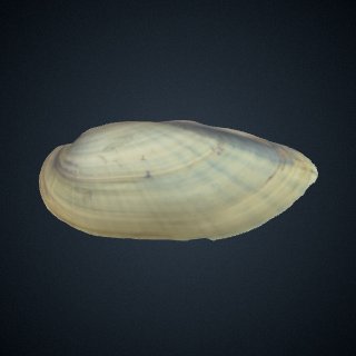 3d model of Fusconaia undata