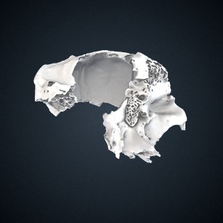3d model of Gorilla beringei beringei: Cranium