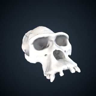 3d model of Gorilla gorilla gorilla: Cranium