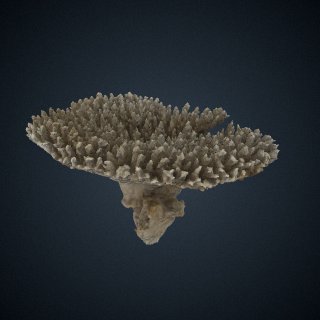 3d model of Acropora diomedeae