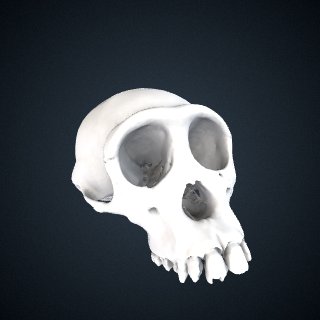 3d model of Pan troglodytes troglodytes: Cranium