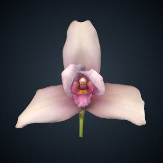 3d model of Lycaste virginalis: Bloom