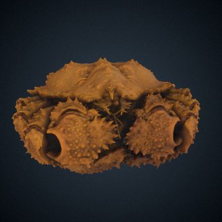 3d model of Lithodidae