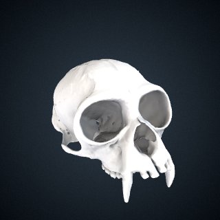 3d model of Hylobates klossii: Cranium