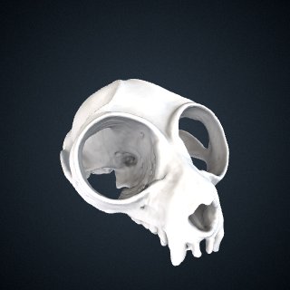3d model of Nycticebus coucang: Cranium