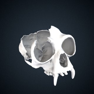3d model of Hylobates lar carpenteri: Cranium