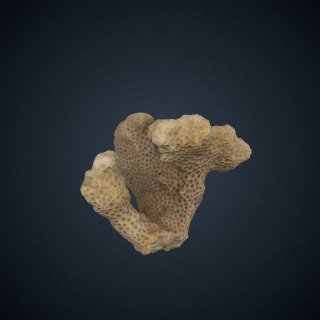 3d model of Pocillopora frondosa