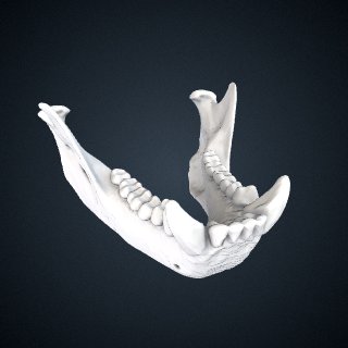 3d model of Cebus versicolor: Mandible