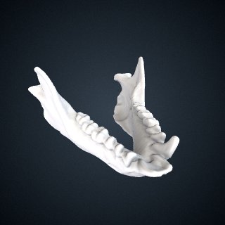 3d model of Nycticebus coucang: Mandible