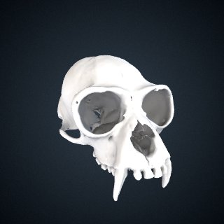 3d model of Hylobates muelleri muelleri: Cranium
