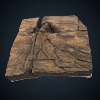 3d model of Paleoscolytus divergus Walker