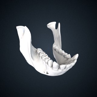 3d model of Pongo abelii: mandible