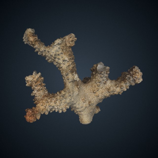 Pocillopora molokensis(ポキロポラ・モロケンシス)