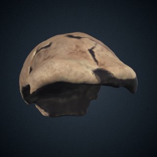 3d model of Homo heidelbergensis: cranium