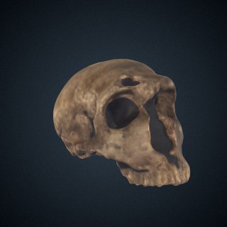 3d model of Early Homo species: cranial fragment