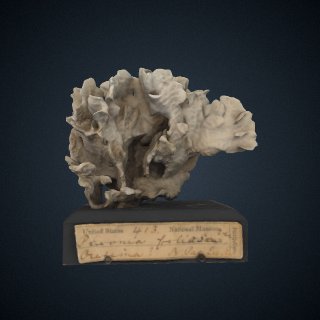 3d model of Pavonia foliosa