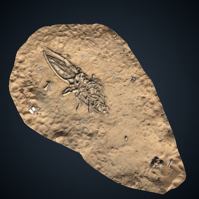 Fossil whale excavation site MPC 684