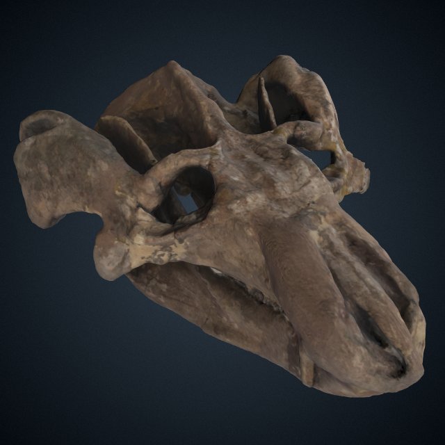 Diademodon tetragonus Seeley, 1894（ディアデモドン・テトラゴヌス・シーリー, 1894）