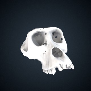 3d model of Gorilla gorilla gorilla: Cranium