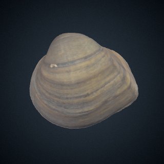 3d model of Fusconaia flava