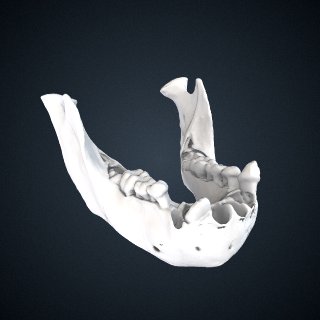 3d model of Pongo pygmaeus: mandible