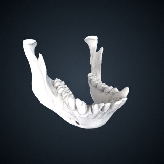 3d model of Pongo abelii: mandible