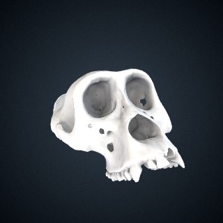 3d model of Gorilla gorilla diehli: Cranium