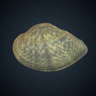 3d model of Truncilla donaciformis