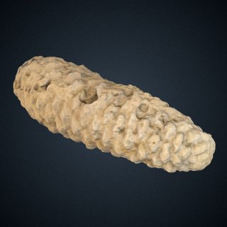 3d model of Pinus premurrayana Knowlton