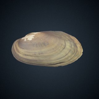 3d model of Villosa delumbis