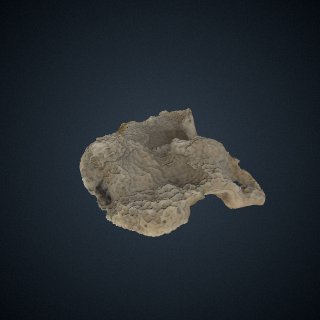 3d model of Porites lichen