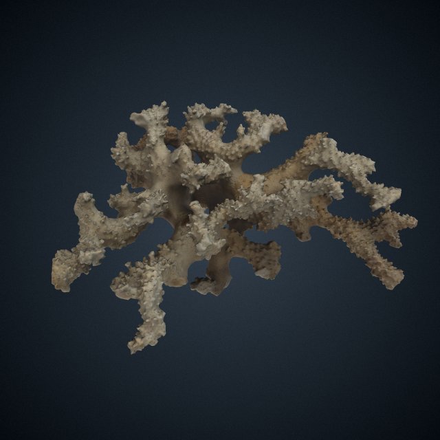 Pocillopora molokensis